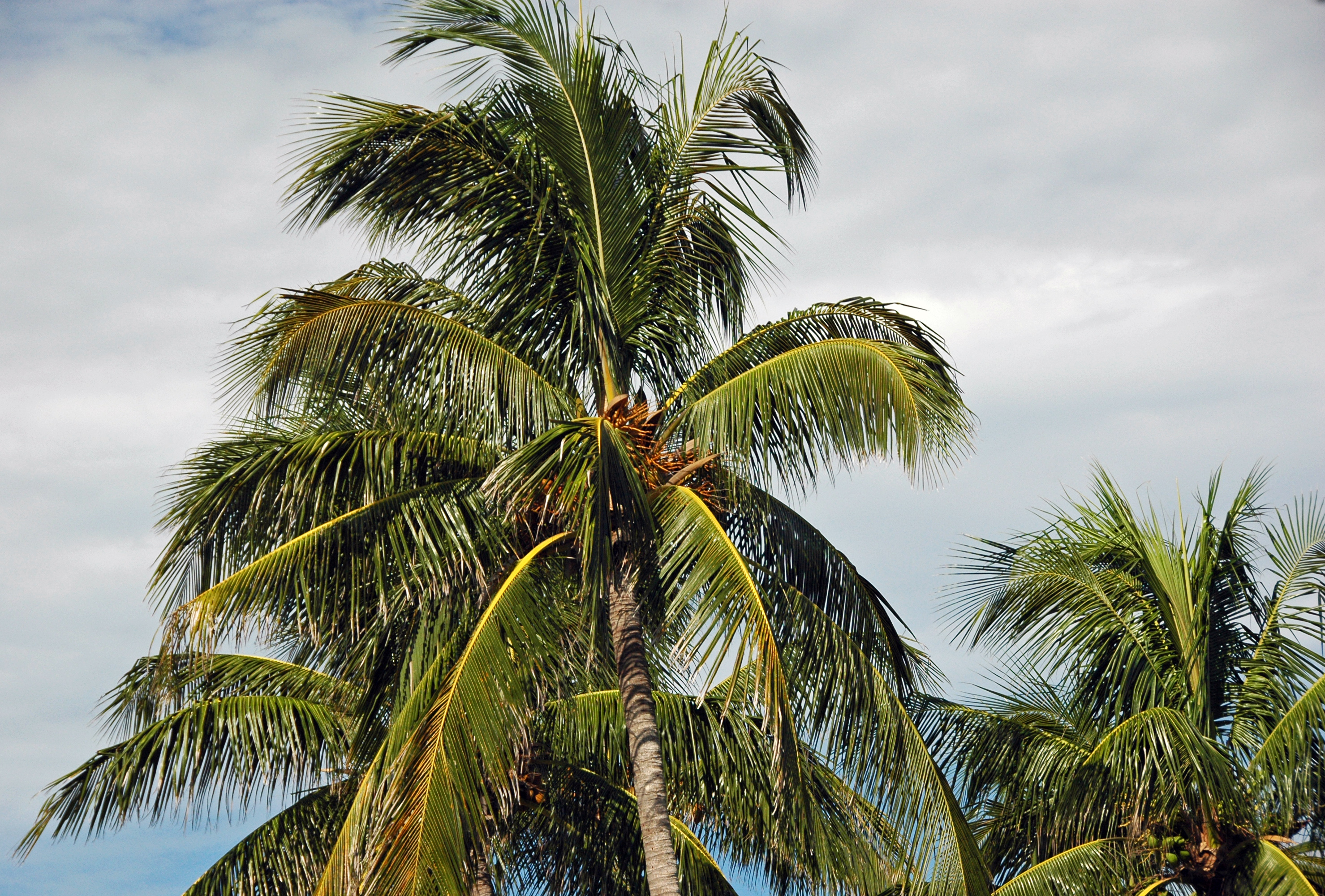 Coconut palms reaching into a blue Florida sky